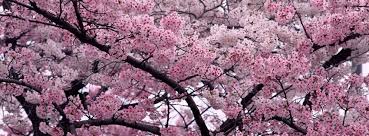 Nah, jika begitu saatnya admin membagikan link video bokeh full japan yang sedang populer saat ini. Cherry Blossoms Blossom Trees Cherry Blossom Art Flower Landscape
