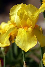 Pin By Sue Gillespie On The Flowers We Love Iris Flowers Iris Garden Beautiful Flowers
