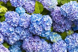 Thank you for the gorgeous bouquet of roses. Your Guide To The Best Thank You Flowers Floraqueen