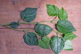 Image result for Piper capense