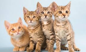 But some cat breeds shed less than others because of the nature of does this mean that if we keep our cats in low light level there will be reduced shedding? How Cat Allergies Could Soon Be Prevented By Injecting Pets Daily Mail Online