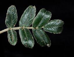 Image result for Nesogenaceae