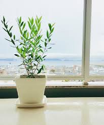 オリーブの木の育て方 室内で行える剪定や植え替え方法をご紹介 暮らし の