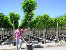 Check spelling or type a new query. Beijing Manchurian Catalpa Dwarf Indian Bean Umbrella Tree Southern Catalpa Catalpa Bignonioides Bignoniaceae Sms Marmara Group