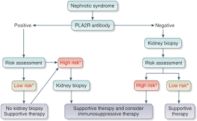 Acute glomerulonephritis nursing (poststreptococcal) nclex review. Management And Treatment Of Glomerular Diseases Part 1 Conclusions From A Kidney Disease Improving Global Outcomes Kdigo Controversies Conference Kidney International