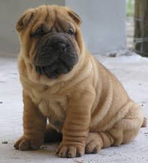 Rase De Caini Mari Căutare Google Hunde Susse Tiere Tiere Hund