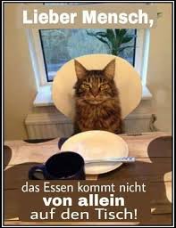 Lieber Mensch Das Essen Kommt Nicht Von Allein Auf Den Tisch Echtlustig Com Lustige Bilder Lustige Videos Lustige Tierbilder Lustige Bilder Katzen Witze