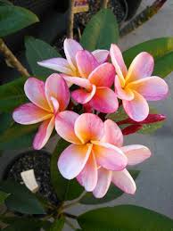 Essence Jungle Jacks Plumeria 2017 Frangipani Plumeria Plants
