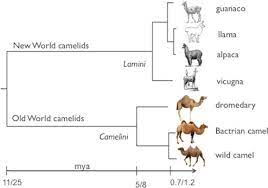 Camelus bactrianus (bactrian camel) / camelus ferus (wild bactrian camel). Maximum Likelihood Tree Based On Complete Mitochondrial Genomes Of New Download Scientific Diagram