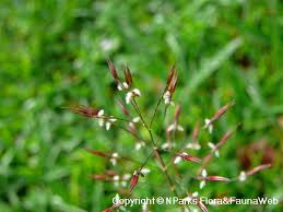 Image result for Chrysopogon