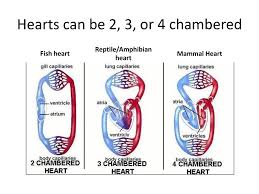 A bony fish's heart has two chambers: Essential Functions All Animals Carry Out The Following Ppt Download