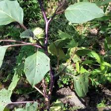 Check spelling or type a new query. Jual Produk Daun Kecubung Ungu Termurah Dan Terlengkap Juli 2021 Bukalapak