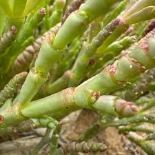 Image result for Sarcocornia natalensis