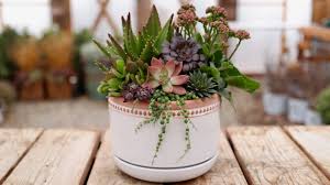 Succulents will grow as large as the container they are in. Espoma Get Inspired To Create A Succulent Arrangement Espoma