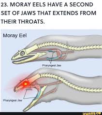 23 Moray Eels Have A Second Set Of Jaws That Extends From Their Throats Ifunny Moray Eel Ocean Creatures Sea Creatures