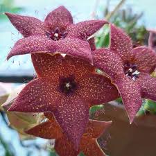 Image result for Orbea melanantha
