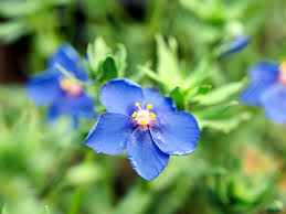 Image result for Anagallis pumila