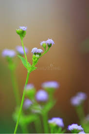 Image result for Vernonia cinerea