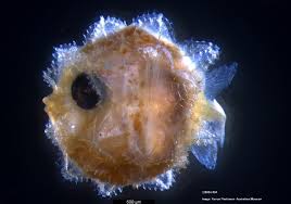 One source for all of your sunfish parts and sales. Giant Sunfish Larva Identified For The First Time