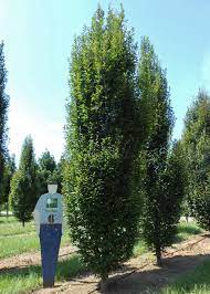 Cb Carpinus Betulus European Hornbeam Shade Trees Woodland Garden Backyard Patio
