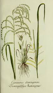 Image result for Leptochloa coerulescens