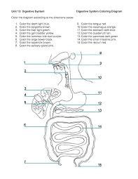 Digestive System Activities Middle School Google Search Human Digestive System Digestive System Diagram Digestive System Activities