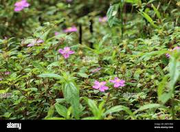 Image result for Heterotis canescens