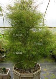 Fairy hair japanese maple tree liner #3. Acer Amoenum Fairy Hair From Maillot Erable The Store Maillot Erable