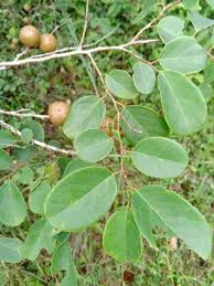 Image result for Cleistanthus