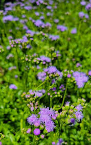 Image result for Ixora narcissodora