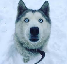130 Wolf Dog Names Wolf Dog Dog Names Dog Breed Names
