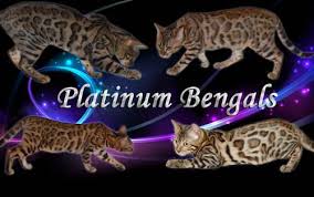 Purchasing a quality rising sun kitten ~ our kittens for sale are vet checked,vaccinated, wormed, tica registered & come with a minnesota board of animal health certificate ~ courier service available ~. Bengal Kittens Spayed Neutered Summer Discount For Sale In Elkhart Indiana Classified Americanlisted Com