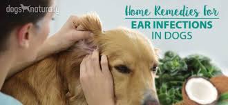 Dog Ear Infections Natural Remedies That Work Dogs Ears Infection Dog Ear Infection Remedy Ear Infection Remedy