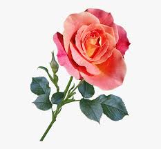 Over 534,908 rose flower pictures to choose from, with no signup needed. Rose Flower Stem Garden Nature Transparent Long Stem Roses Hd Png Download Kindpng