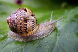 134,893 Caracol Fotos de stock - Fotos libres de regalías de Dreamstime