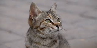 Urethral Obstruction In Cats International Cat Care