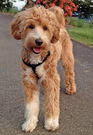 21 Unreal Poodle Cross Breeds You Have To See To Believe Poodle Cross Breeds Goldendoodle Puppy Labradoodle