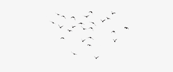 Bird Silhouette Group Pigeons Flying Flock Png 400x400 Png Download Pngkit