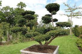 In plaats van jaren wachten op een mooi vertakte dichte. Eibenbaum Schneiden 15 Tipps Fur Die Verjungung Der Eibe Hausgarten Net
