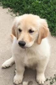 I believe a golden is at her/ his best when they have a job to do. Robert Pierce