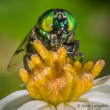 Image result for Bidens steppia