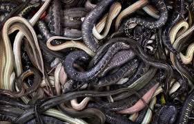 For other uses, see pc (disambiguation). 150 Snakes Removed From Under A Home Termite Inspection Orange County Termite Terry Pest Control