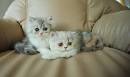 Cutest Cat Breeds - Cutest Cat in the world