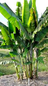 Image result for Musa sp. (Ornamental bananas)