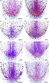 Root apical meristem diversity in extant lycophytes and implications for  root origins - Fujinami - 2017 - New Phytologist - Wiley Online Library