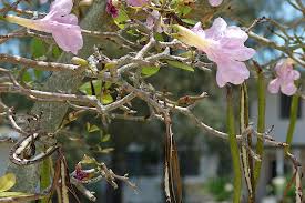 Image result for Tabebuia heterophylla
