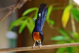 Cara Mudah Menghilangkan Kutu Pada Burung Murai Batu Burung Murai Gambar Burung