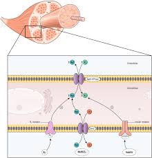 4 the response in patients on β blockers and digoxin is attenuated. Management Of Hyperkalemia In The Acutely Ill Patient Annals Of Intensive Care Full Text