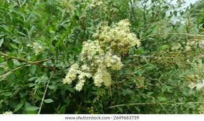 Image result for Lawsonia