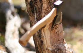 Il disciplinare sul taglio degli alberi segue il regolamento di concessione degli immobili del parco, il regolamento su criteri e modalità per la concessione di. Che Permessi Bisogna Avere Per Tagliare L Albero Nel Proprio Giardino Il Tuo Giardiniere A Milanoil Tuo Giardiniere A Milano
